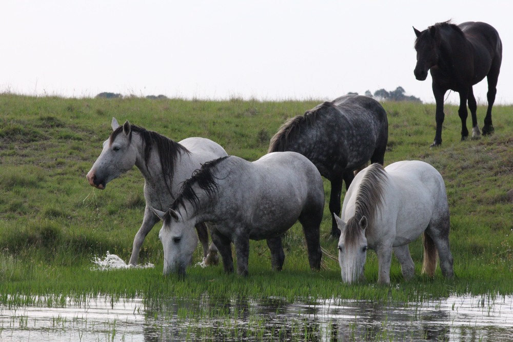 Pure bred percheron sport horses017.jpg